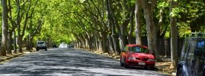 Auto parcheggiate sotto gli alberi