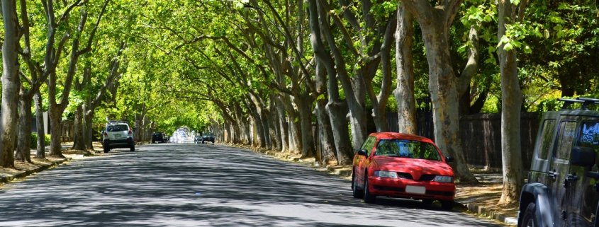 Auto parcheggiate sotto gli alberi