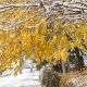 Fine autunno ed inizio inverno con strade innevate