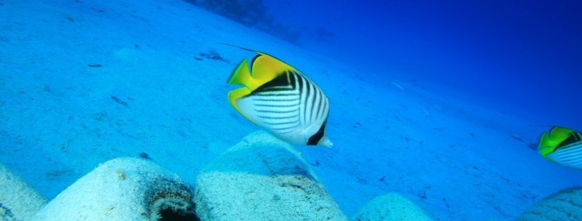 inquinamento del mare con plastica e gomma